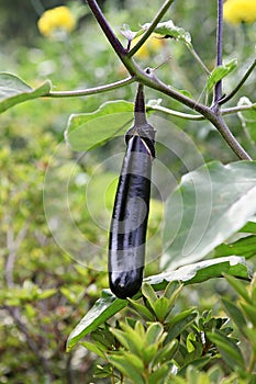 ItÃ¢â¬â¢s a korea crop